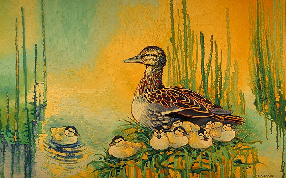 Mallard and Chicks